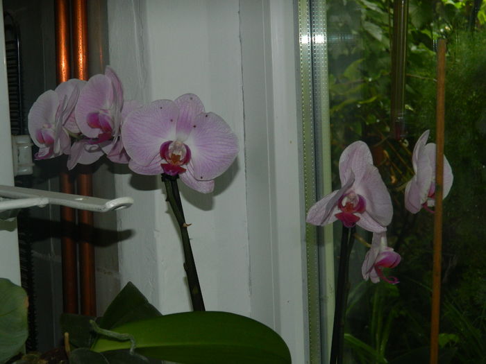 DSCN2853 - 2016 ACHIMENESI_ORHIDEE_STREPTOCARPELA