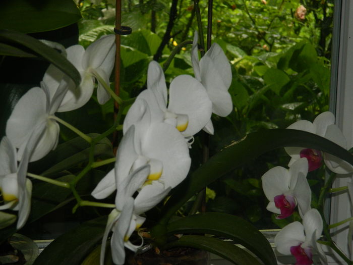 DSCN2857 - 2016 ACHIMENESI_ORHIDEE_STREPTOCARPELA