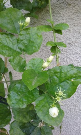 Jasminum made of Orleans - Flori 2016