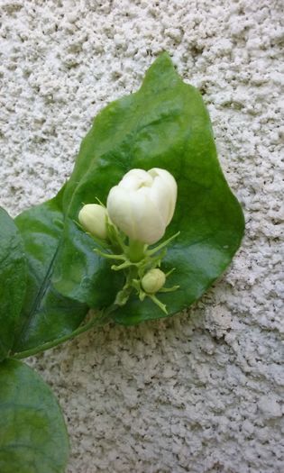 002 - Flori 2016