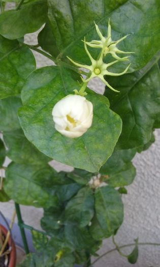003 - Flori 2016