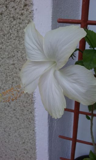 013 - Flori 2016