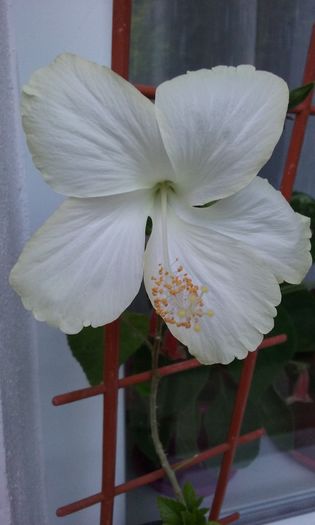 011 - Flori 2016