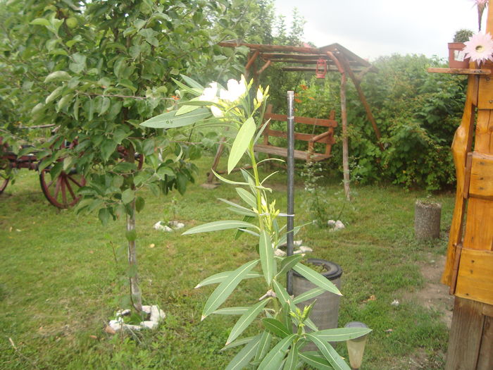 DSC00268; leandrul alb la prima inflorire
