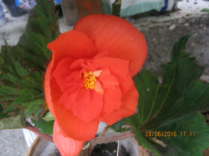 ``fimbriata`` Dedeman - begonia