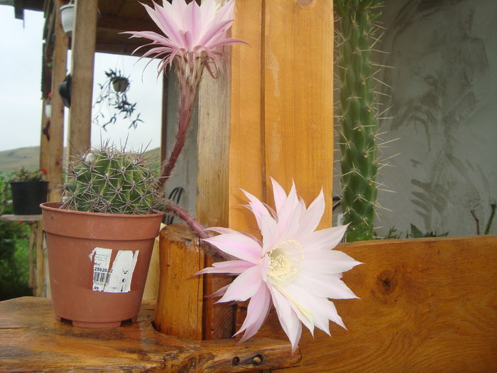 DSC00263; unul dintre cactusi inflorit
