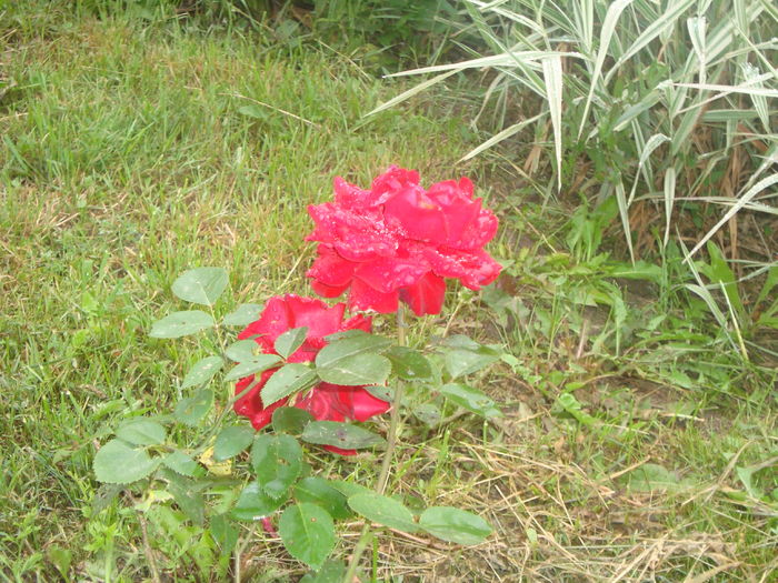 DSC00285; micutul meu trandafir rosu
