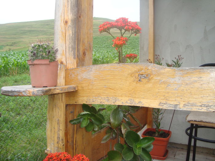 DSC00267; suculenta din balcon a inflorit
