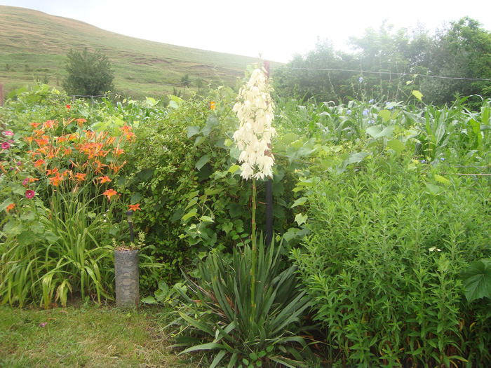 DSC00278; yucca inflorita
