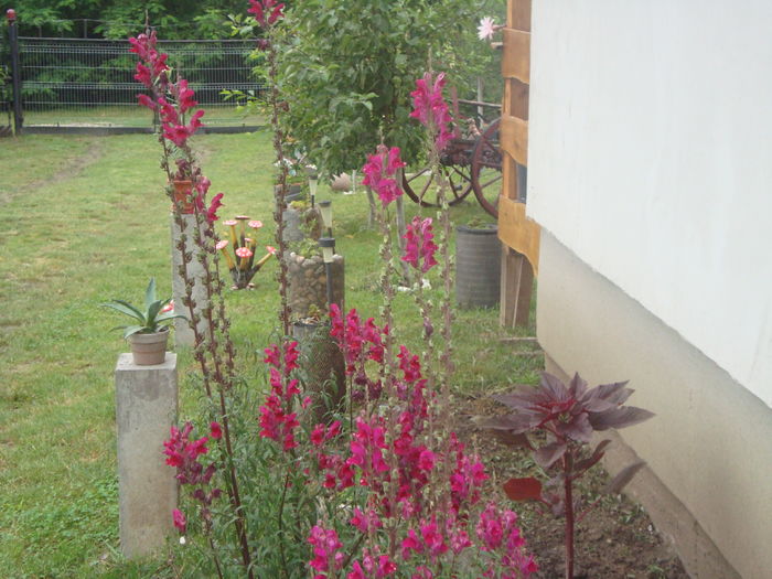 DSC00287; gura leului de langa casa
