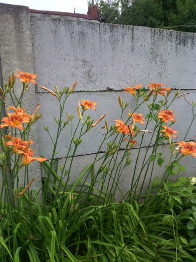 hemerocallis fulva