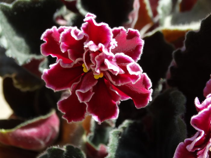 DSC08301 - Plante in ghiveci 2016