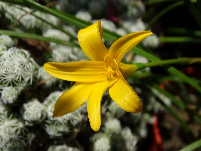 DSC08390 - Plante in ghiveci 2016