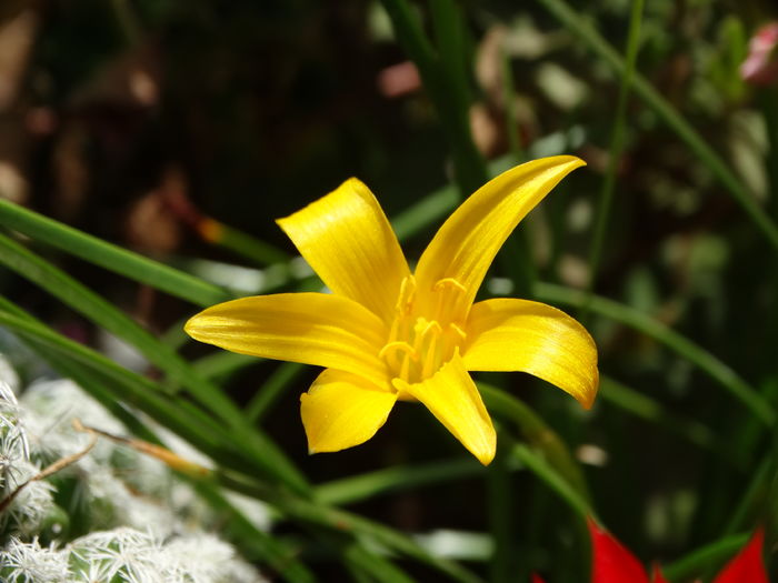 DSC08388 - Plante in ghiveci 2016
