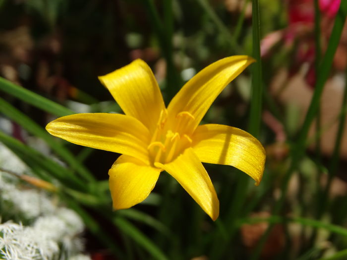 DSC08389 - Plante in ghiveci 2016
