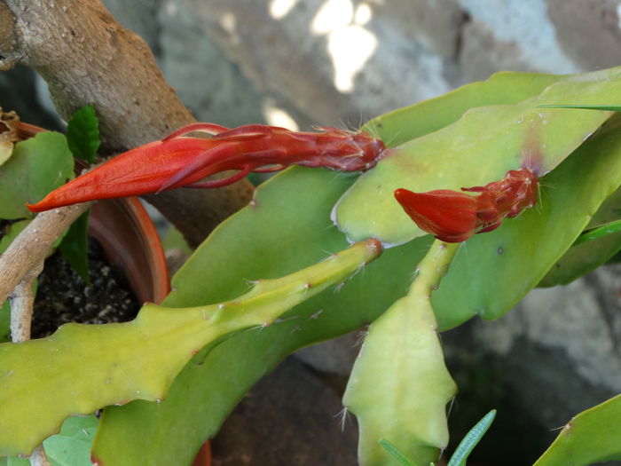 DSC08380 - Plante in ghiveci 2016