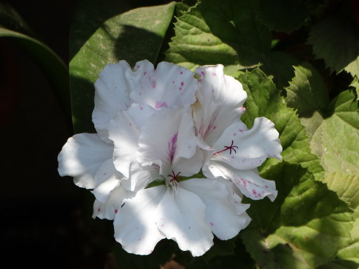 DSC08412 - Plante in ghiveci 2016
