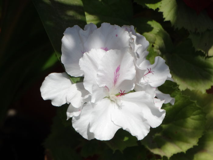 DSC08295 - Plante in ghiveci 2016
