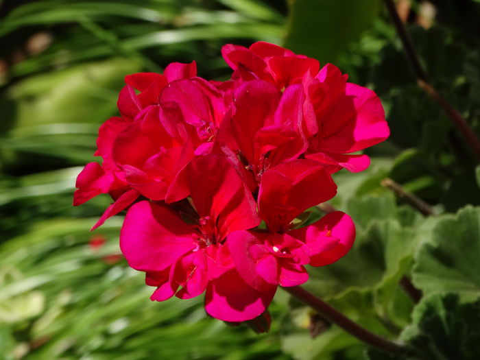 DSC08293 - Plante in ghiveci 2016
