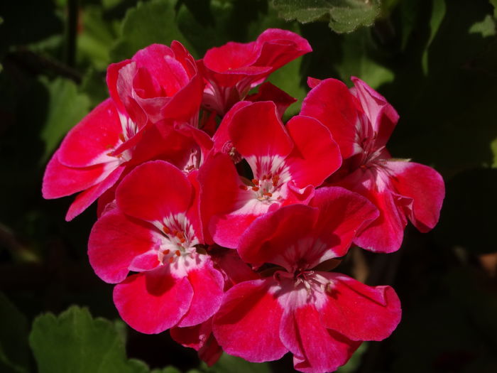 DSC08292 - Plante in ghiveci 2016