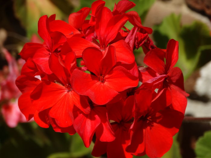 DSC08291 - Plante in ghiveci 2016