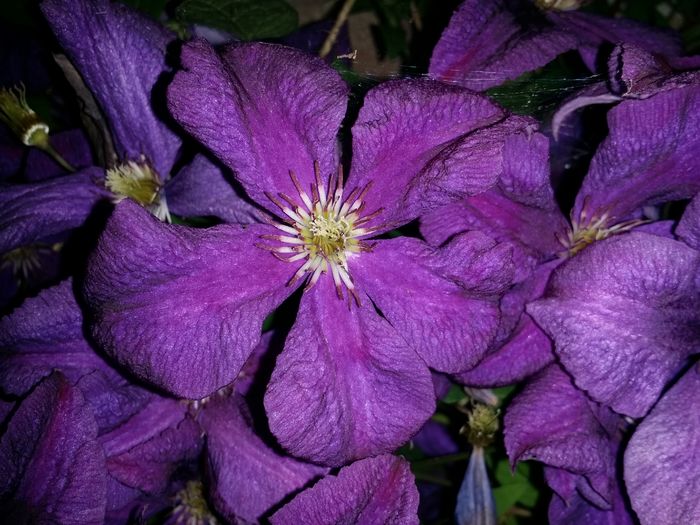 20160624_223944 - In gradina 2016