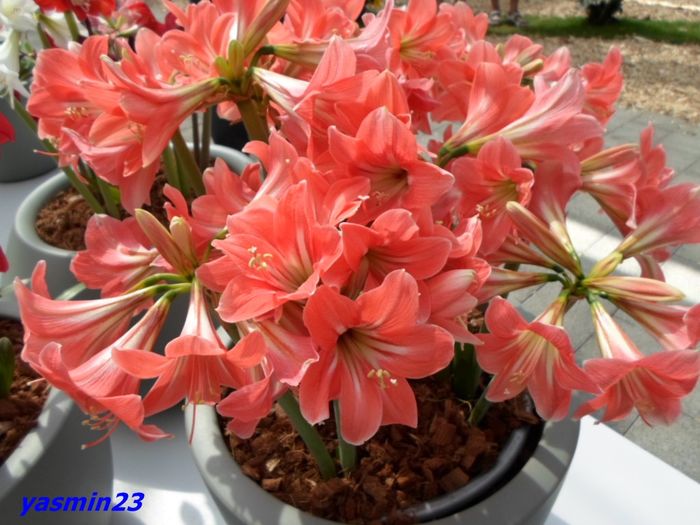 121 - 1Keukenhof Olanda 2016