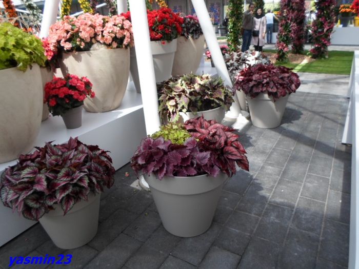 132 - 1Keukenhof Olanda 2016
