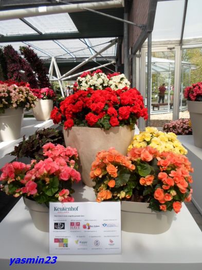133 - 1Keukenhof Olanda 2016