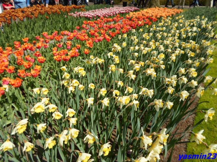 150 - 1Keukenhof Olanda 2016