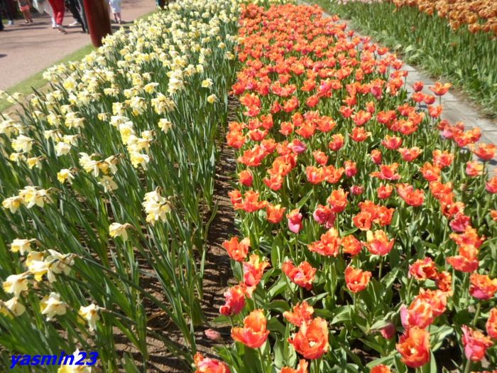 151 - 1Keukenhof Olanda 2016