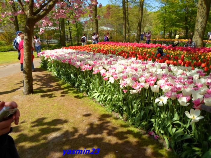 157 - 1Keukenhof Olanda 2016