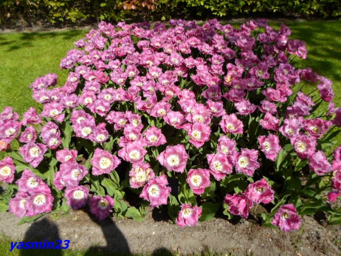 159 - 1Keukenhof Olanda 2016