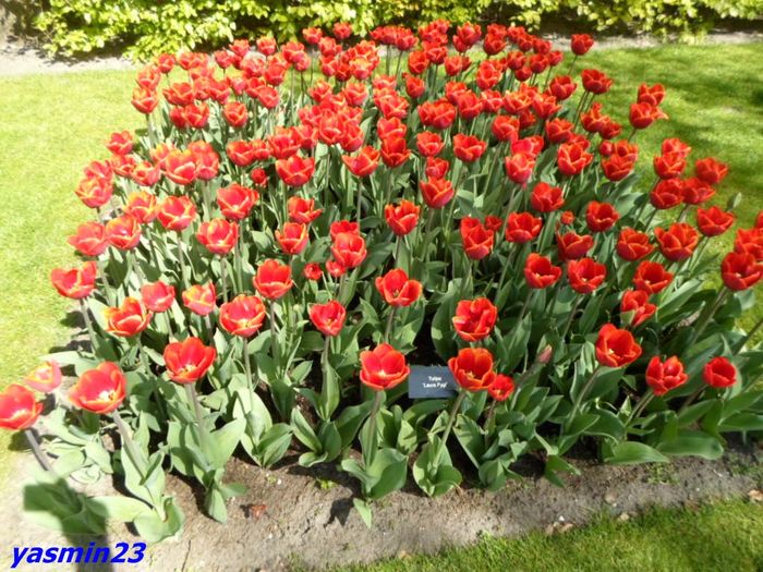 160 - 1Keukenhof Olanda 2016