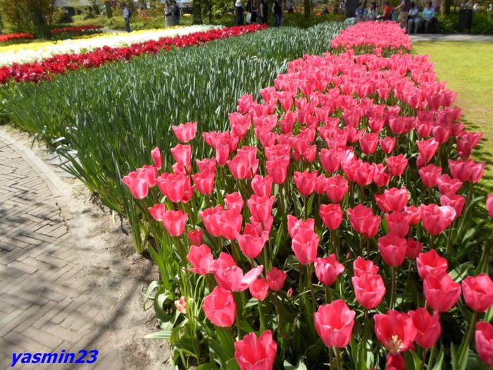 161 - 1Keukenhof Olanda 2016