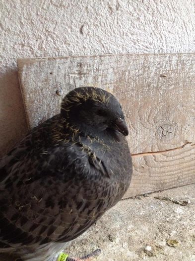 13575634_484575165086856_857914291_o