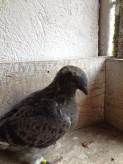 13551192_484575148420191_460347962_n