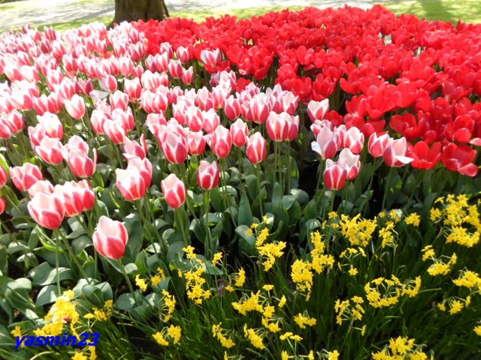 194 - 1Keukenhof Olanda 2016