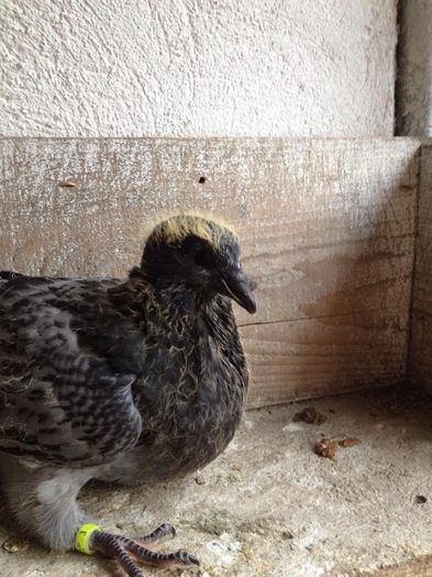 13517798_484574985086874_1416560810_o