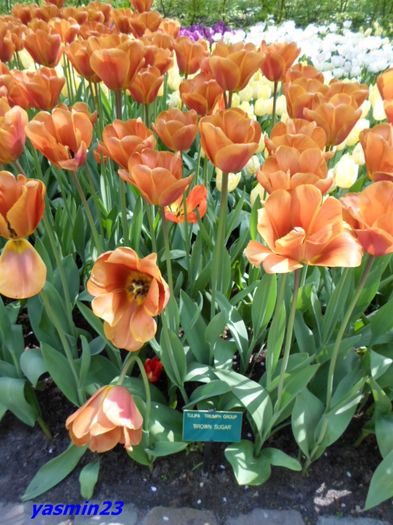 202 - 1Keukenhof Olanda 2016