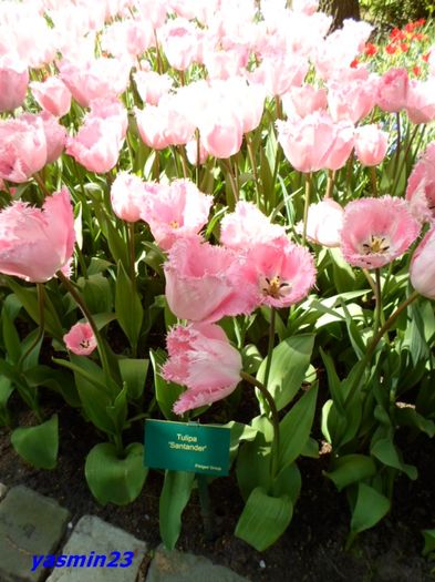 205 - 1Keukenhof Olanda 2016