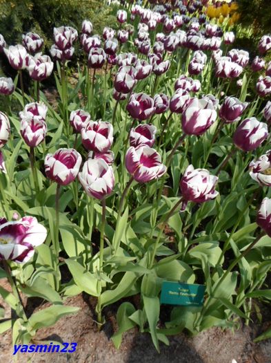 210 - 1Keukenhof Olanda 2016