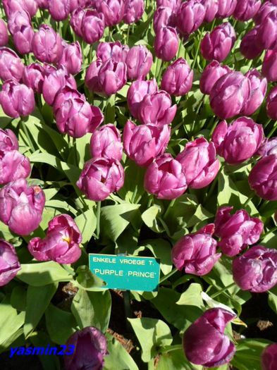 211 - 1Keukenhof Olanda 2016