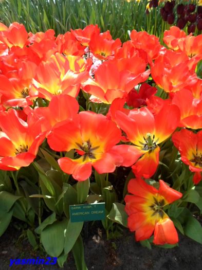 214 - 1Keukenhof Olanda 2016