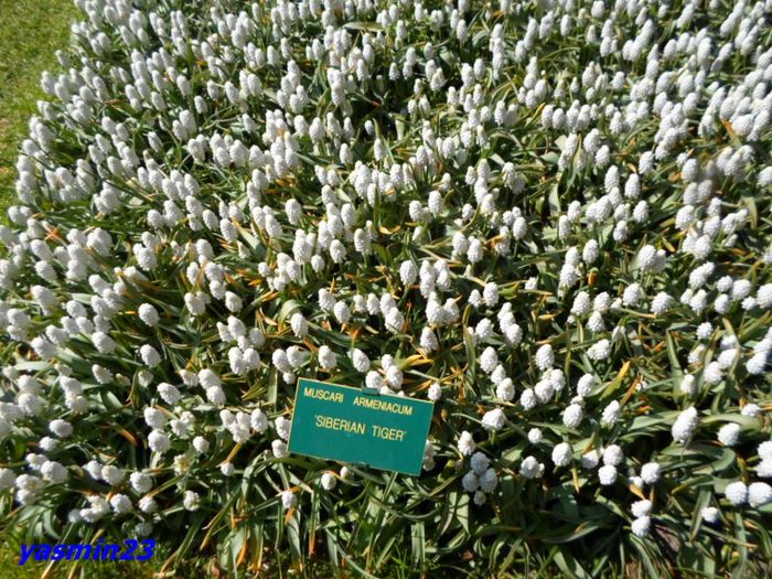 230 - 1Keukenhof Olanda 2016
