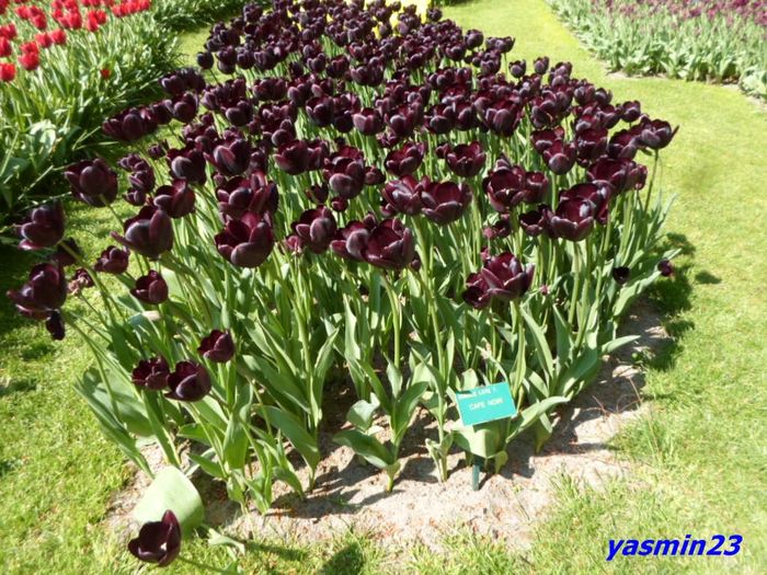 232 - 1Keukenhof Olanda 2016