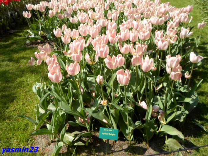 233 - 1Keukenhof Olanda 2016