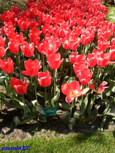 234 - 1Keukenhof Olanda 2016