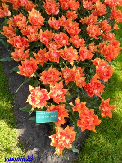 235 - 1Keukenhof Olanda 2016