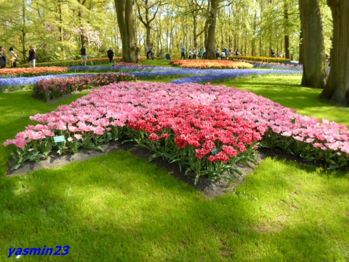 236 - 1Keukenhof Olanda 2016